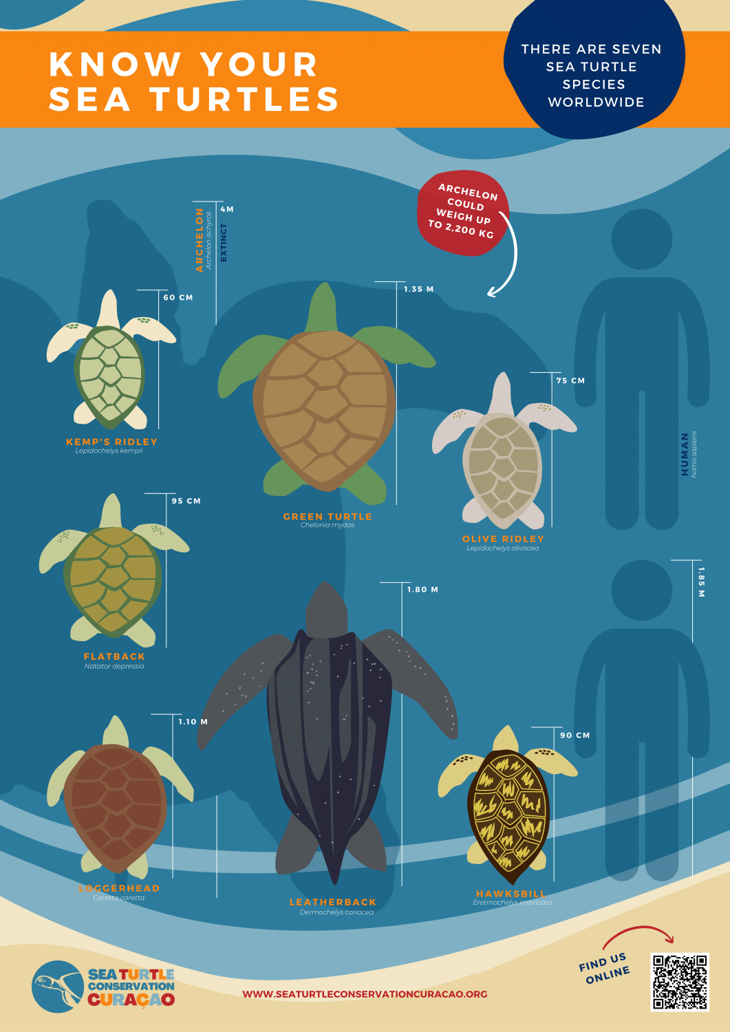 Sea Turtle Knowledge – Sea Turtle Conservation Curaçao